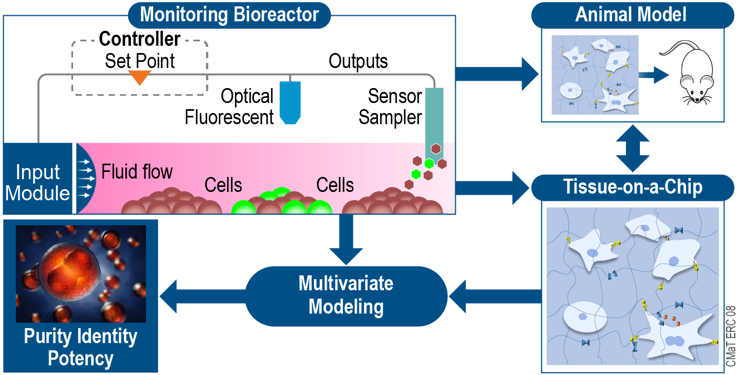 Chart style illustration depicting the monitoring of a Bioreactor, showing cells move towards a sensor sample, modeling to purity identity potency